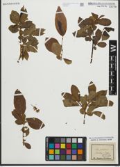 Foto von Salix pentandra L.